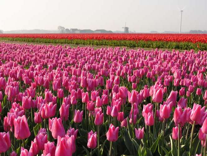 Blumenfelder Zijpe 03 April - 03 Mai 2020 storniert